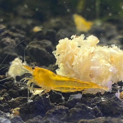 Freshwater Orange Sunkist (Neocaridina) - Pack of 6