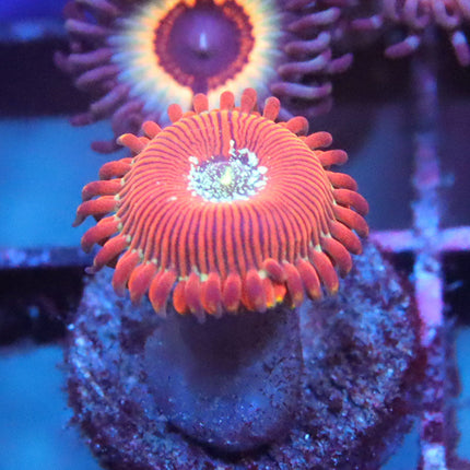 Magician Zoa