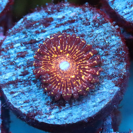 JF Acid Trip Zoa