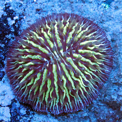 Funky Dome Fungia plate