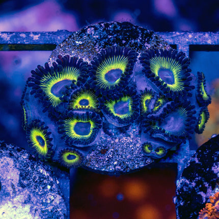 WWC Bob Marley Zoa