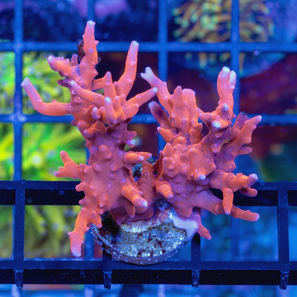 JF TNT Anacropora