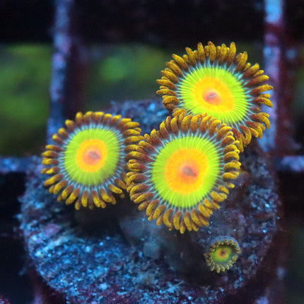 Rasta Zoa