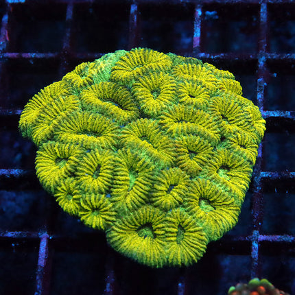 POTO Yellow Brick Road Favia Mini Colony