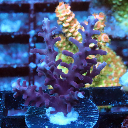 Red Dragon Mini Colony