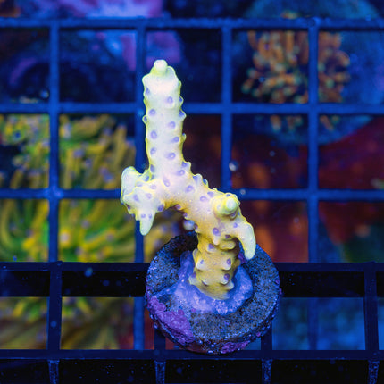 RRC GoldenRod Anacropora
