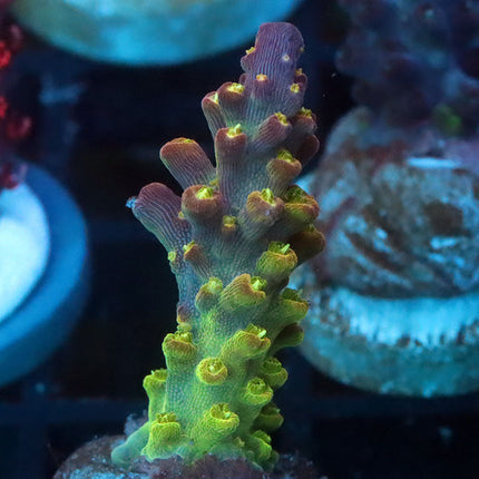 Paletta's Pink Tip