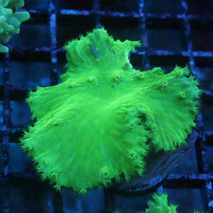 Neon Cabbage Coral