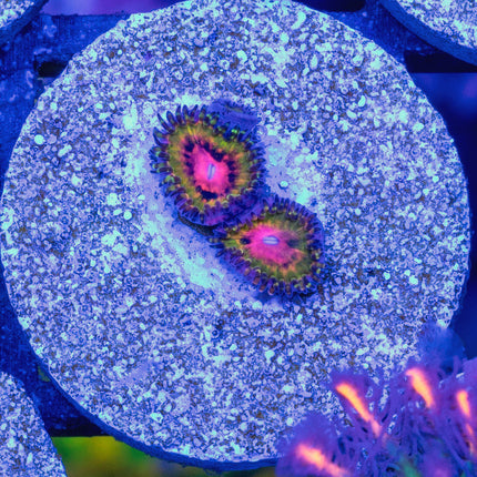 WWC Pink Krakatoa Zoa