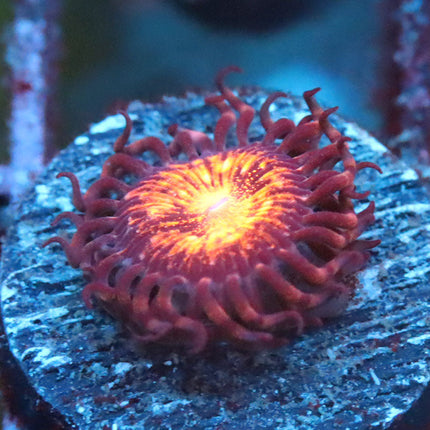 Pandora Zoa