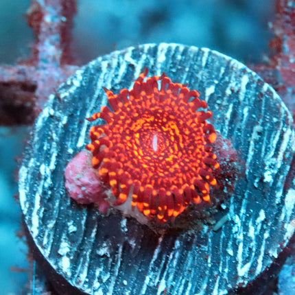 OG Nightmare Zoa