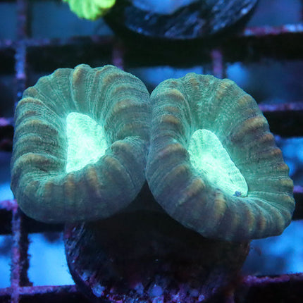 Pin Wheel Candy Cane