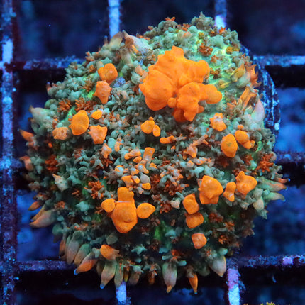 POTO Sunkist Bounce Mushroom