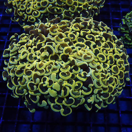 Ultra Gold Wall Hammer