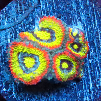 Holy Grail Micromussa