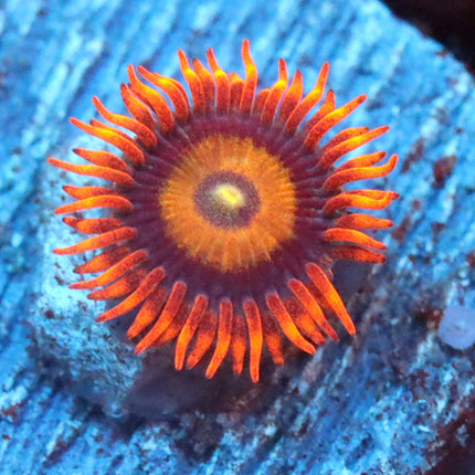 Tequilla Sunrise Zoa