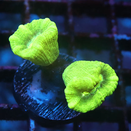 Ultra Kryptonite Candy Cane