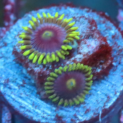 POTO Space Jam Zoa