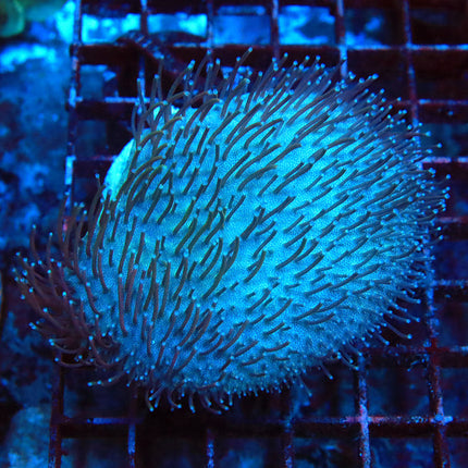 Long White Polyp Tentacle Leather