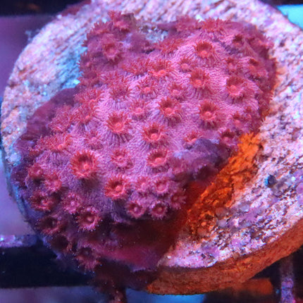 POTO Rose Cyphastrea