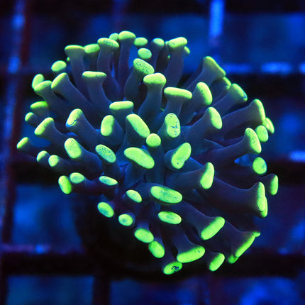 Neon Branching Hammer