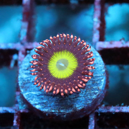 CB Omega Zoa