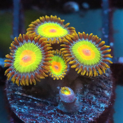 Rasta Zoa