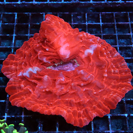 Cherry Pie Indophyllia