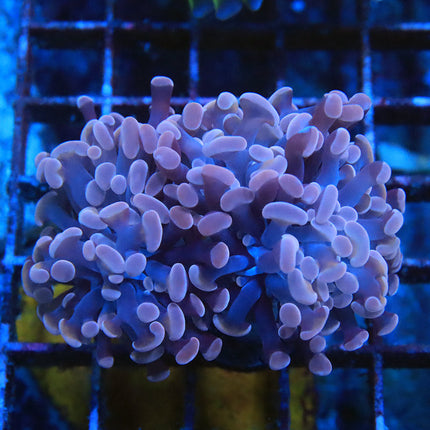 Pink Branching Hammer (double)