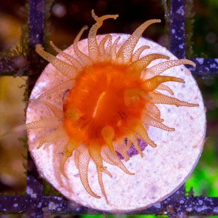 Japanese FlatHead Dendro