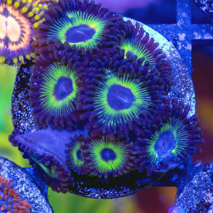 WWC Bob Marley Zoa