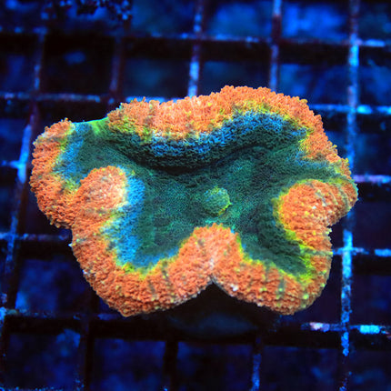 Rainbow Symphyllia