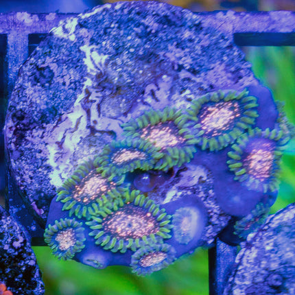 Comet Combustion Zoa