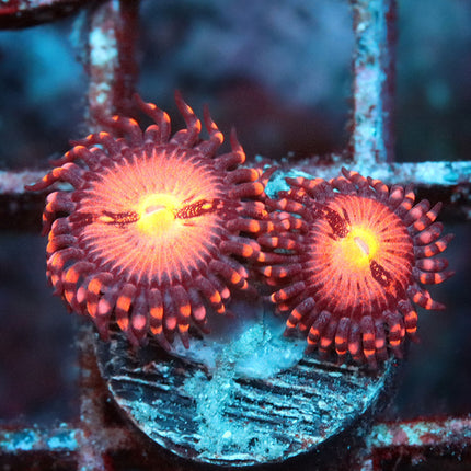 POTO Sakura Zoa