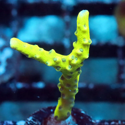 Green Goblin Anacropora