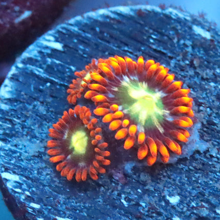 WWC Alpha & Omega Zoa