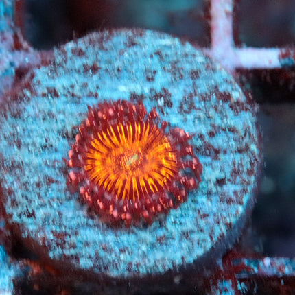 JF Acid Trip Zoa