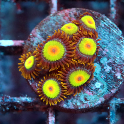 Rasta Zoa