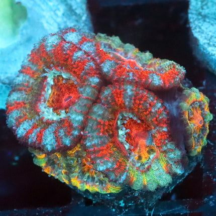Dnov's Rainbow Acan