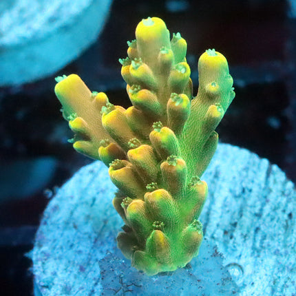 WWC King Fiji