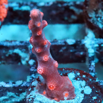 Branching Red Cyphastrea