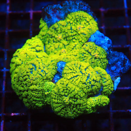 Ultra Neon Fuzzy Mushroom Colony