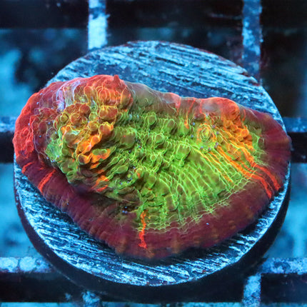 POTO Rainbow Peacock Chalice