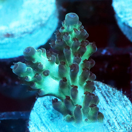 Greg Hiller Aquadelight