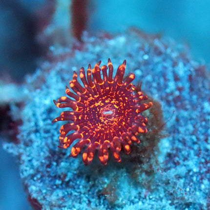 OG Nightmare Zoa