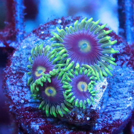 POTO Space Jam Zoa