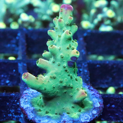 Poletta Pink Tip