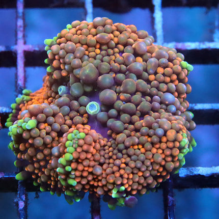 Orange Rainbow Ricordea