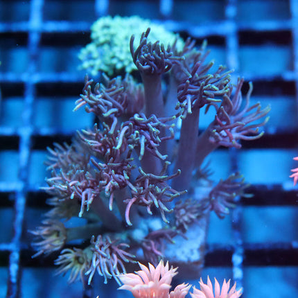 Purple Glass Goni