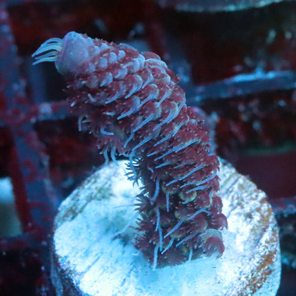 Raising Reef Blueflame